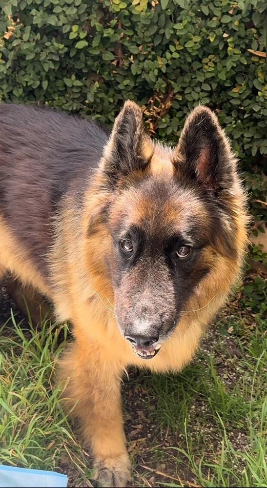 Enlarge Bradley, a Adoptable German Shepherd Dog in Pasadena, CA image 2/6