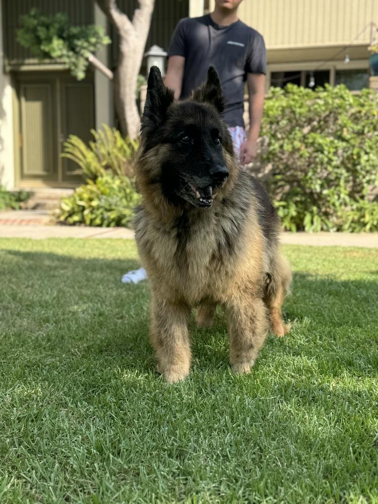 Enlarge Bradley, a Adoptable German Shepherd Dog in Pasadena, CA image 3/6