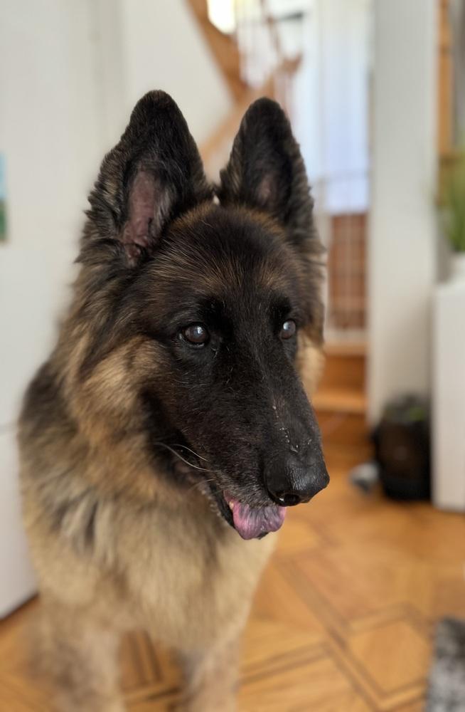 Enlarge Bradley, a Adoptable German Shepherd Dog in Pasadena, CA image 4/6