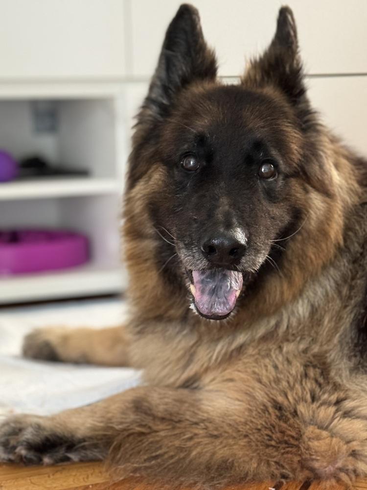 Enlarge Bradley, a Adoptable German Shepherd Dog in Pasadena, CA image 5/6