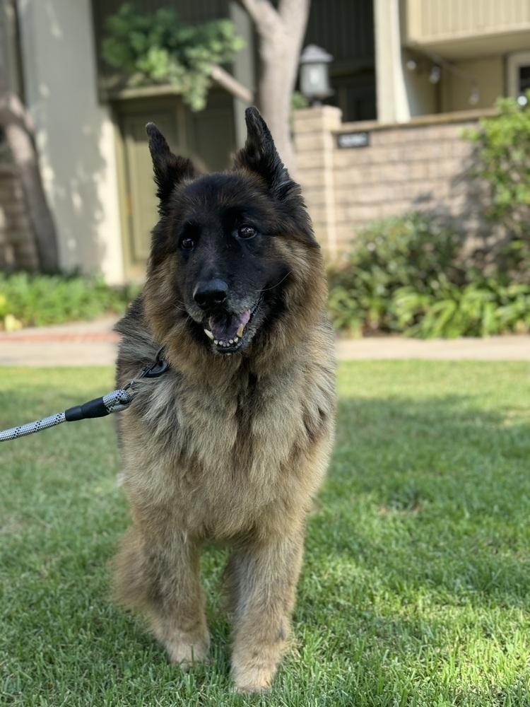 Enlarge Bradley, a Adoptable German Shepherd Dog in Pasadena, CA image 6/6