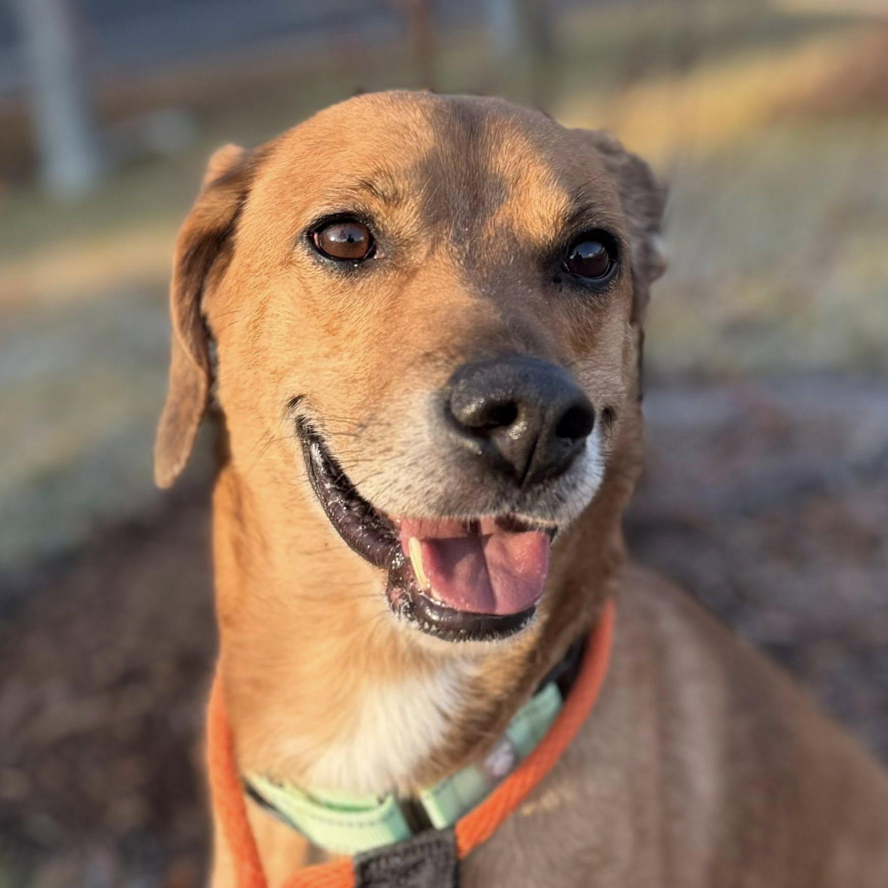 Oslo (ID 49772/4386), adoptable, Adult Male Hound.