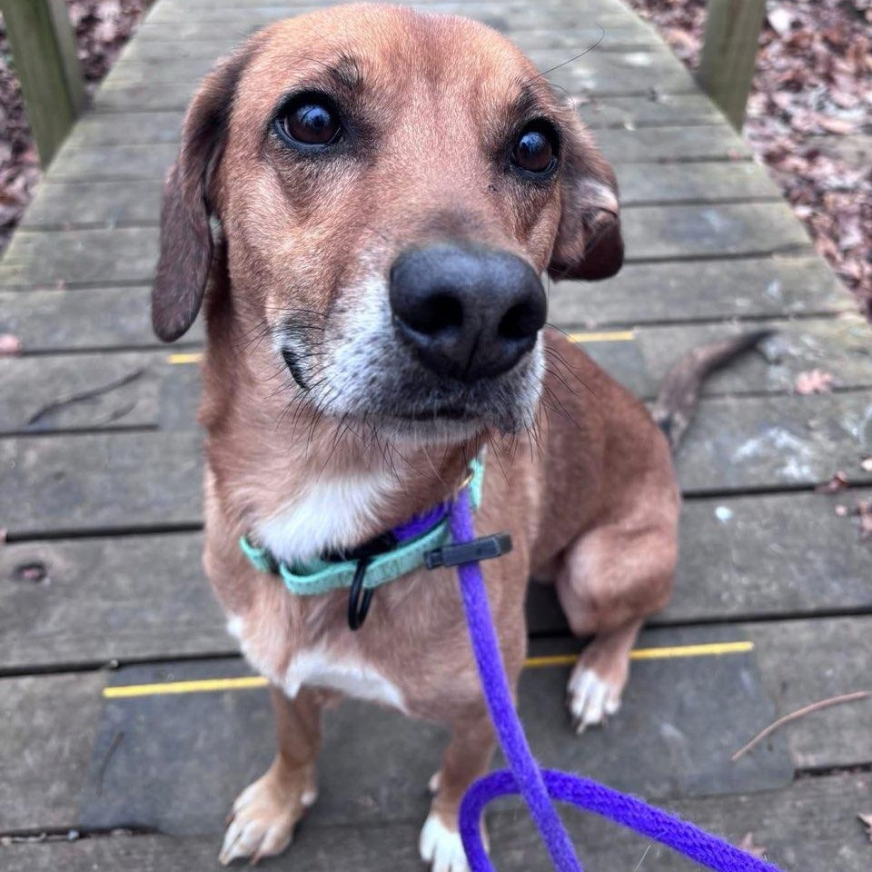 Enlarge Oslo (ID 49772/4386), an adoptable mixed breed in Manassas, VA image 2/3