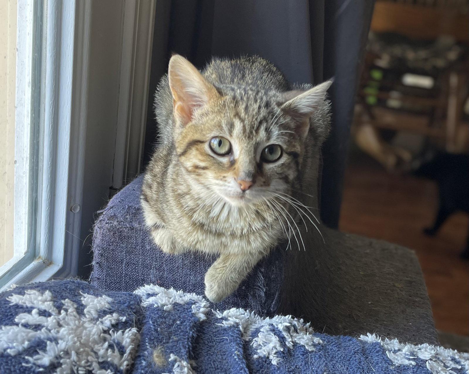 Zadie, Adoptable, Young Female Tabby & Domestic Short Hair.