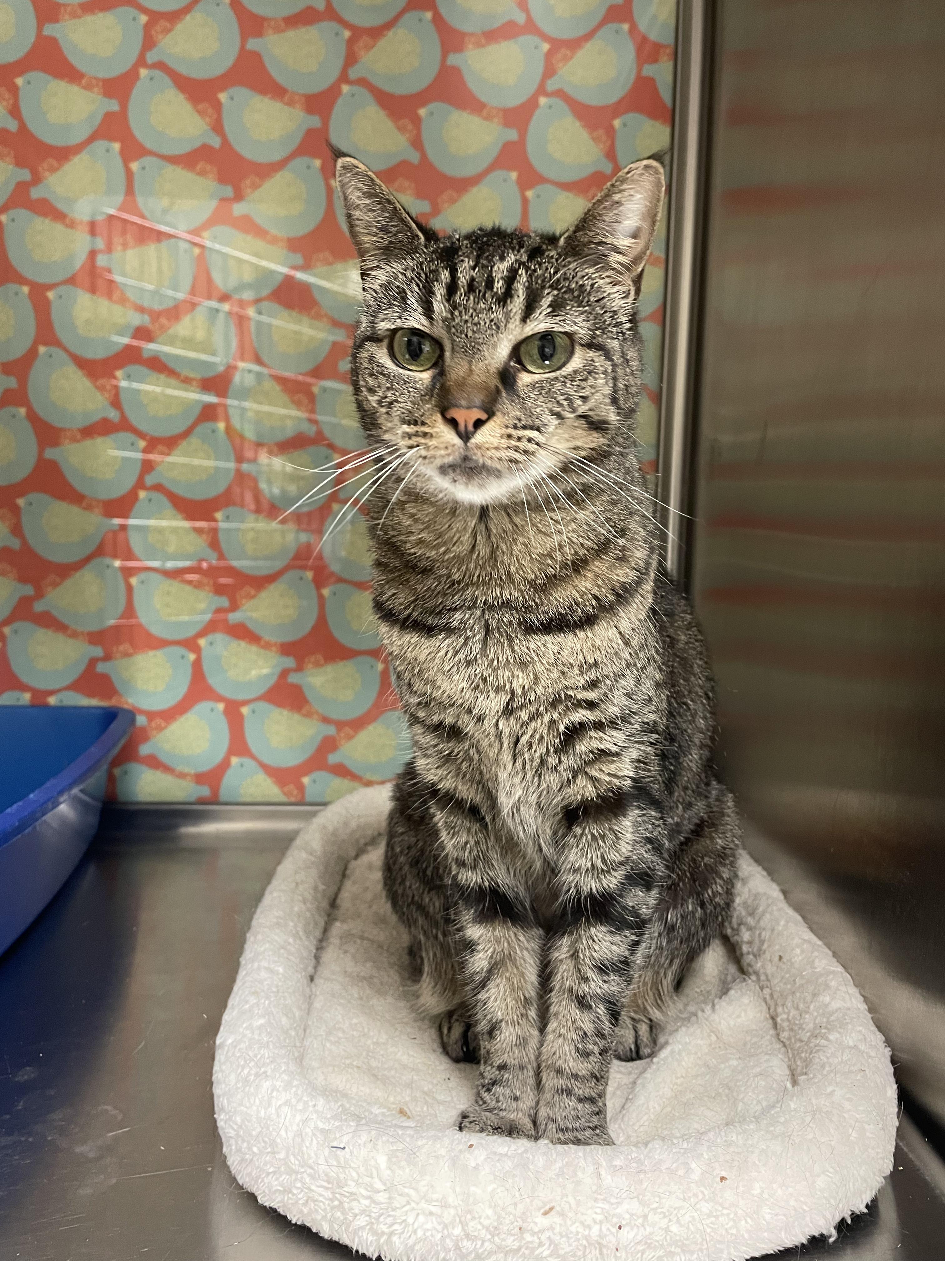 Missy, ADOPTABLE, Adult Female Domestic Short Hair.