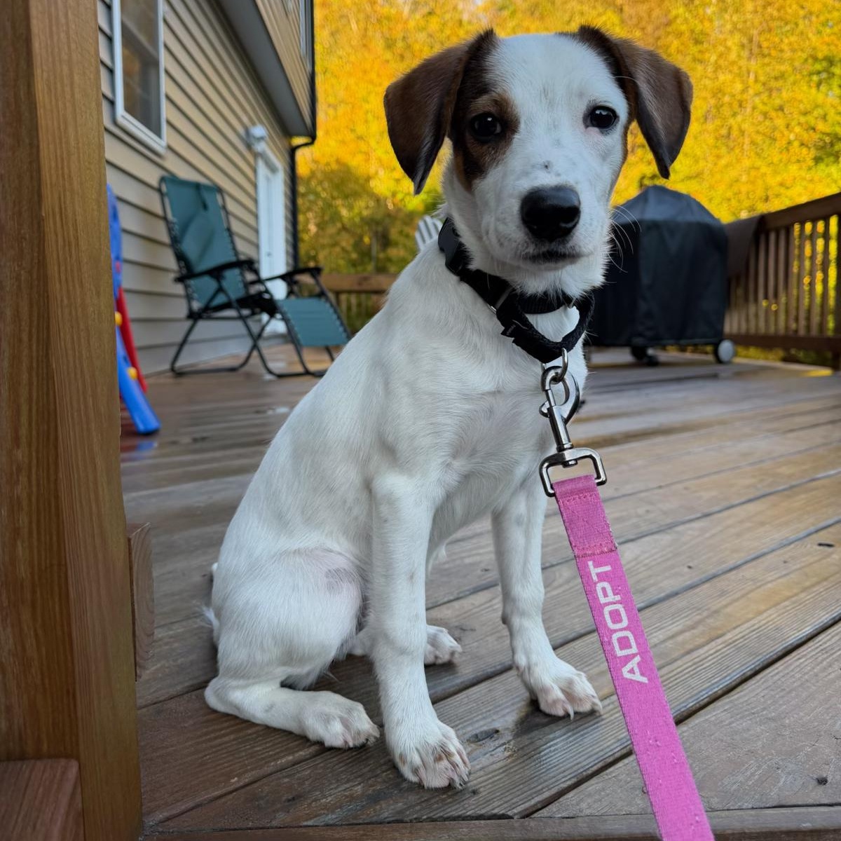 Enlarge Lexapro, an adopted mixed breed in Fredericksburg, VA image 1/4