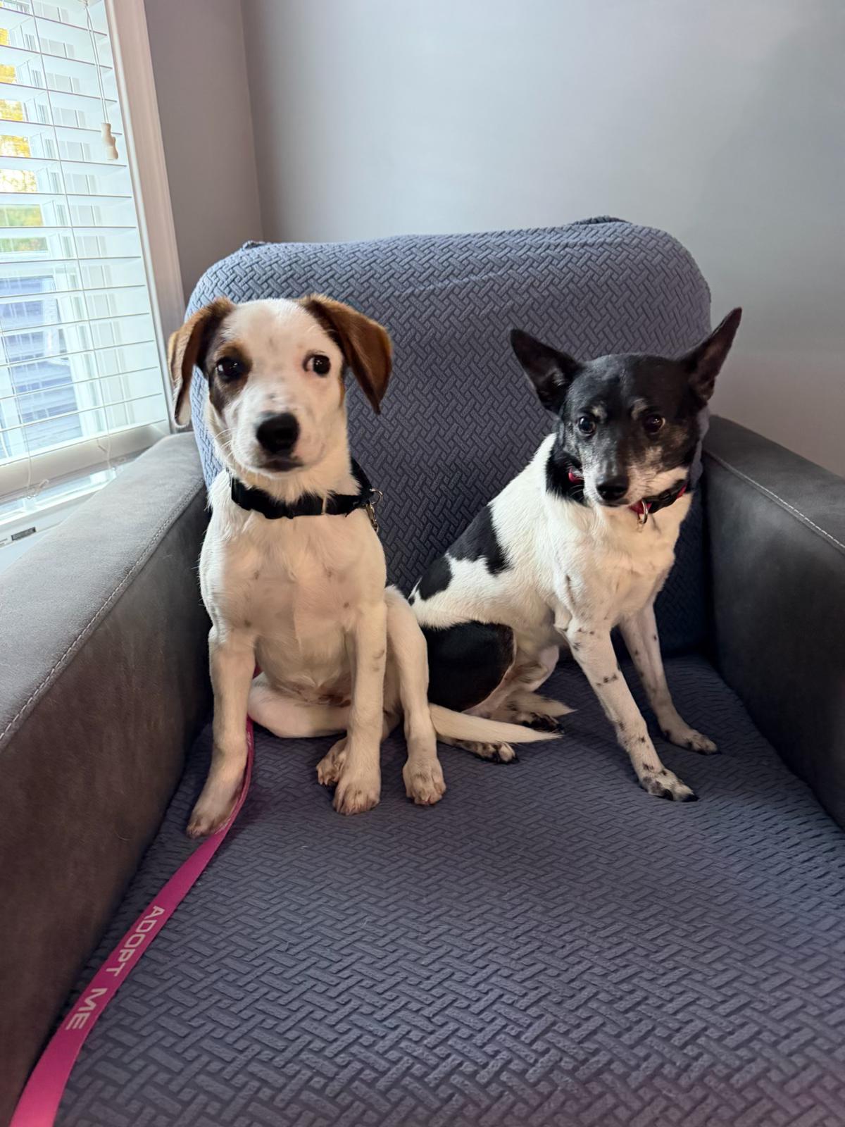 Enlarge Lexapro, an adopted mixed breed in Fredericksburg, VA image 2/4