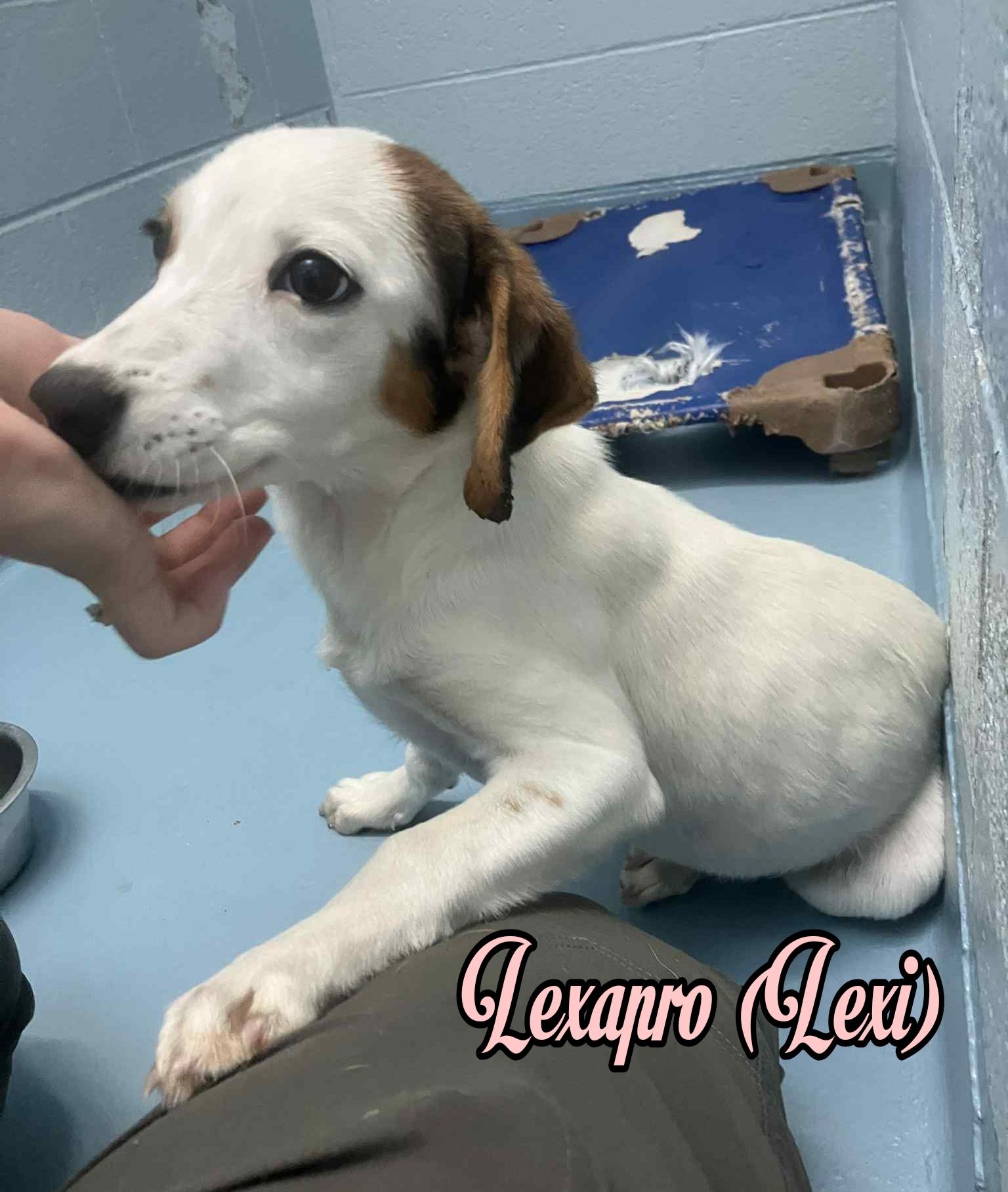 Enlarge Lexapro, an adopted mixed breed in Fredericksburg, VA image 3/4