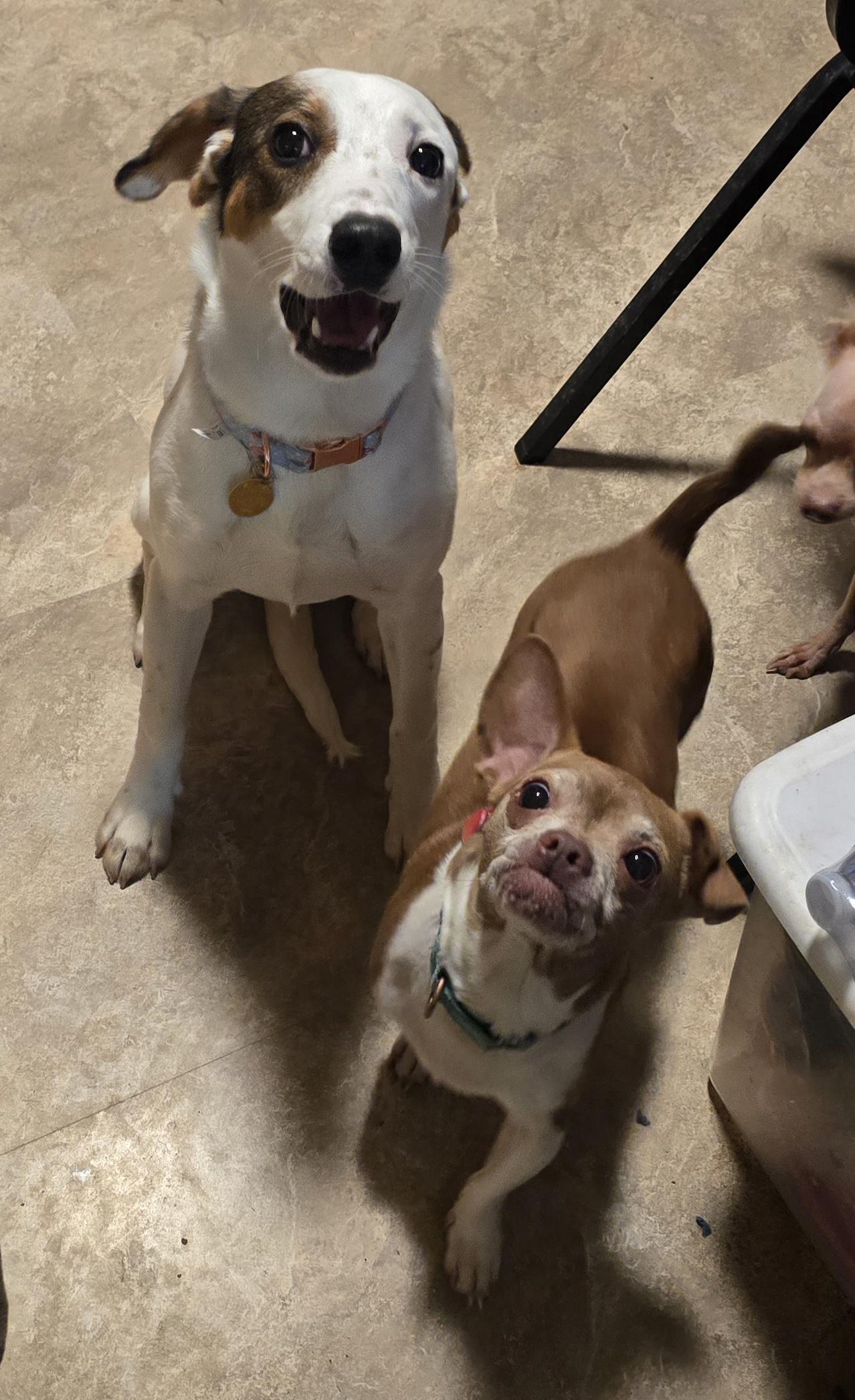 Enlarge Lexapro (Lexi), an adoptable mixed breed in Fredericksburg, VA image 6/6