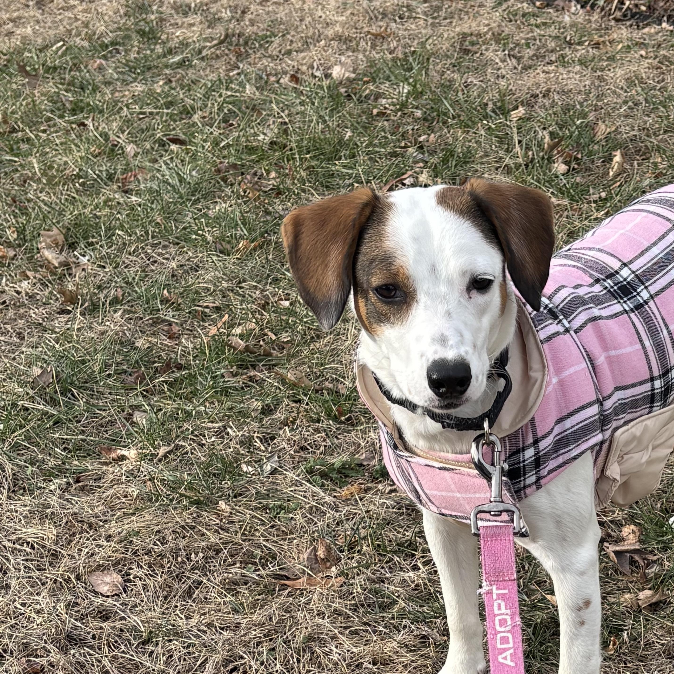 Enlarge Lexapro (Lexi), an adoptable mixed breed in Fredericksburg, VA image 1/6