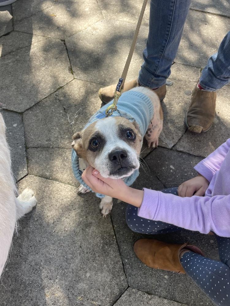 Toby, Adoptable, Adult Male Chihuahua & Pug.