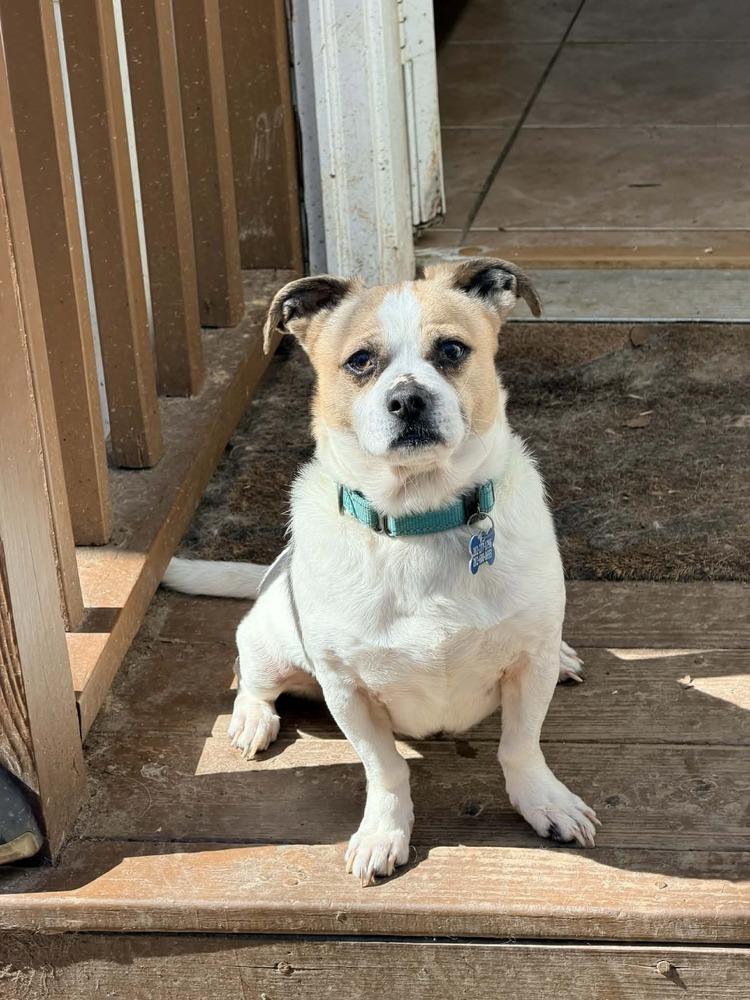Toby, a Adoptable mixed breed in Newnan, GA image 2/5