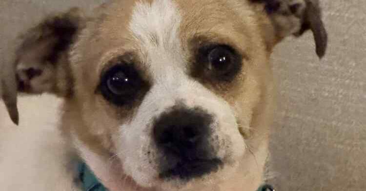 Toby, a Adoptable mixed breed in Newnan, GA image 3/5