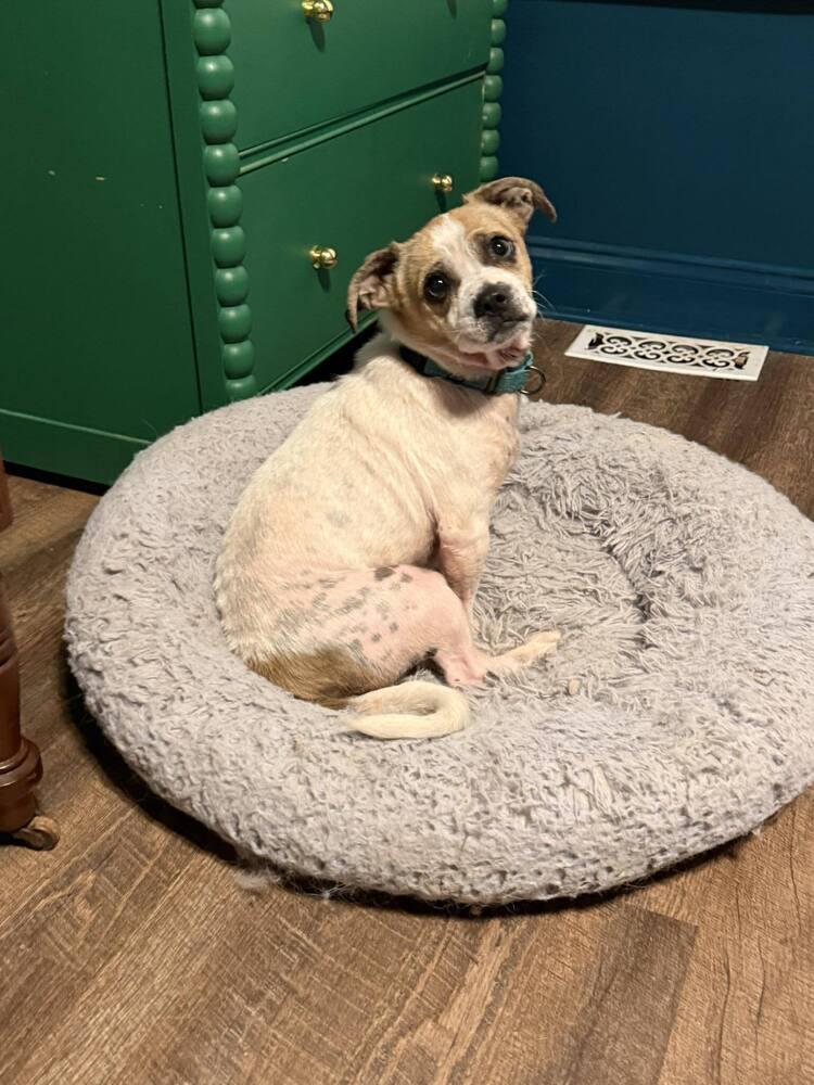 Toby, a Adoptable mixed breed in Newnan, GA image 4/5