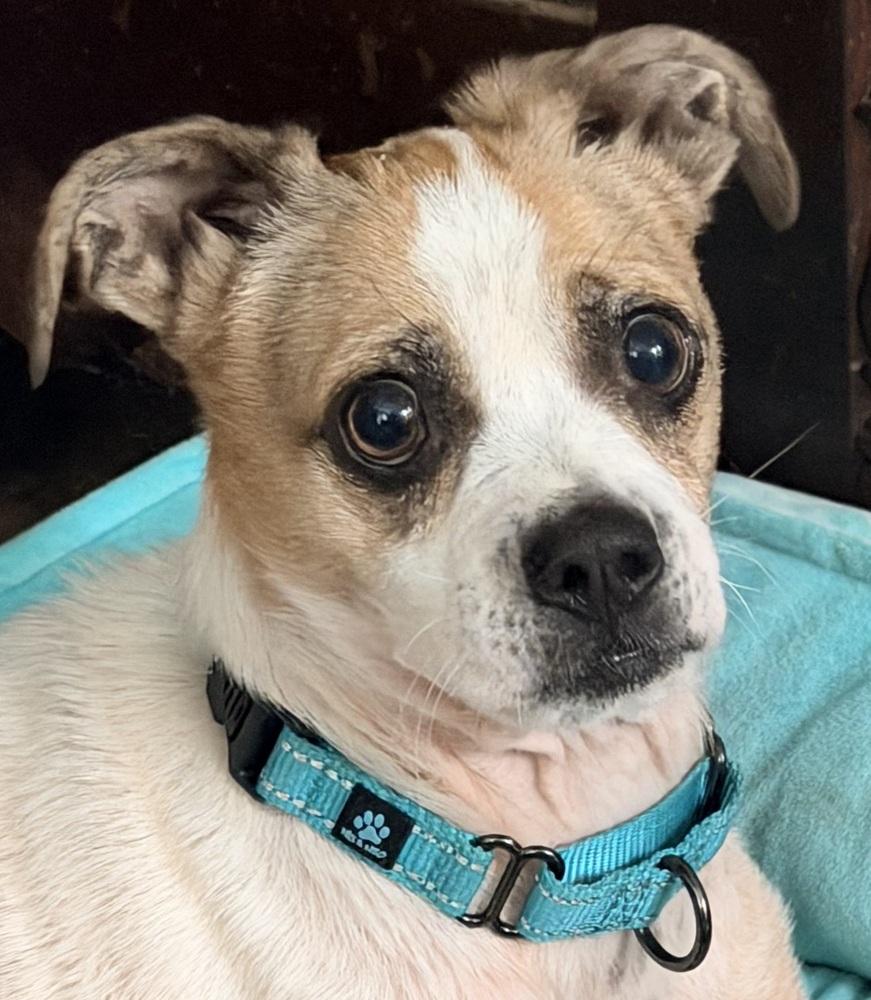 Toby, a Adoptable mixed breed in Newnan, GA image 5/5