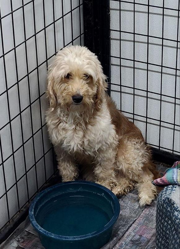 Enlarge Ronnie, a Adoptable mixed breed in Mukwonago, WI image 1/1