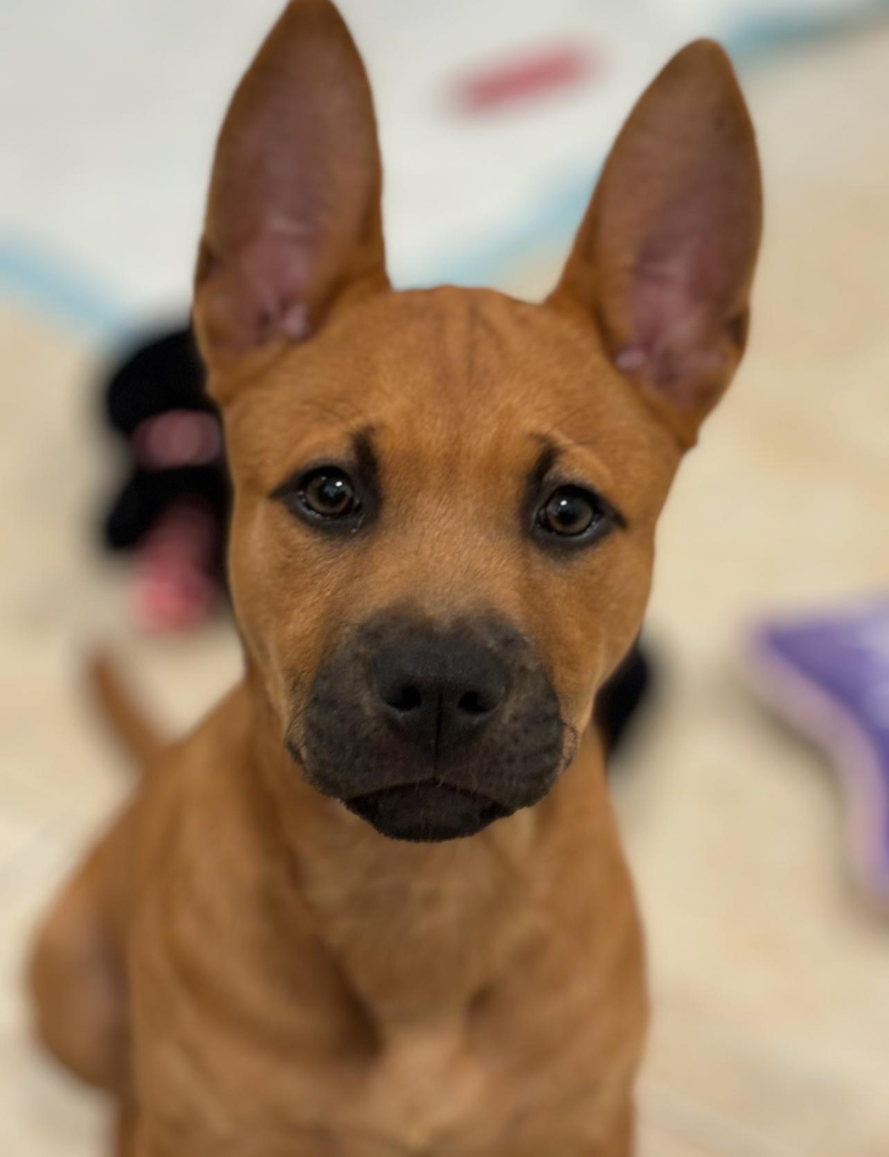 Enlarge Faith, a Adopted mixed breed in stuart, FL image 2/3