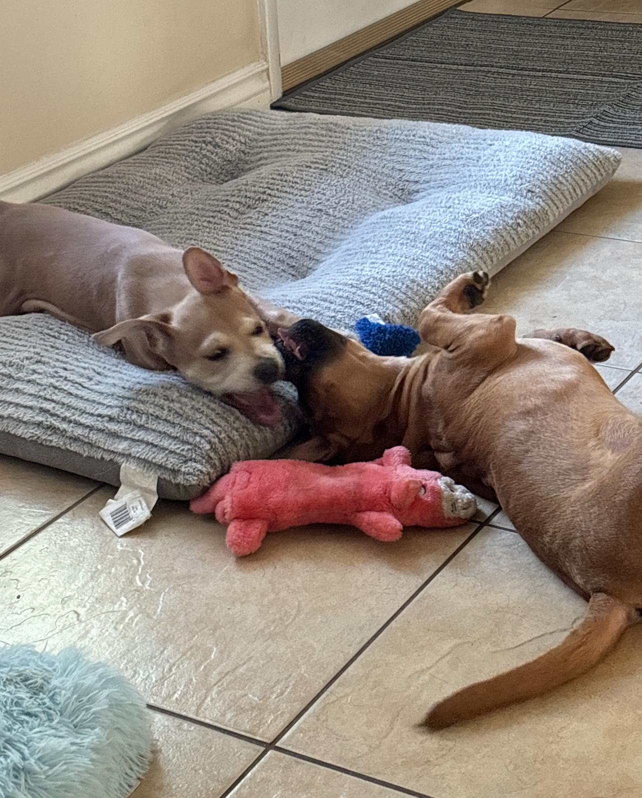 Enlarge Faith, a Adopted mixed breed in stuart, FL image 3/3