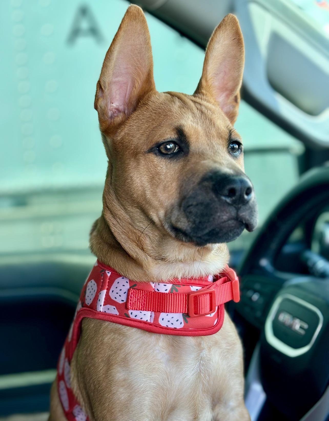 Faith, Adopted, Puppy Female Chow Chow & American Staffordshire Terrier.