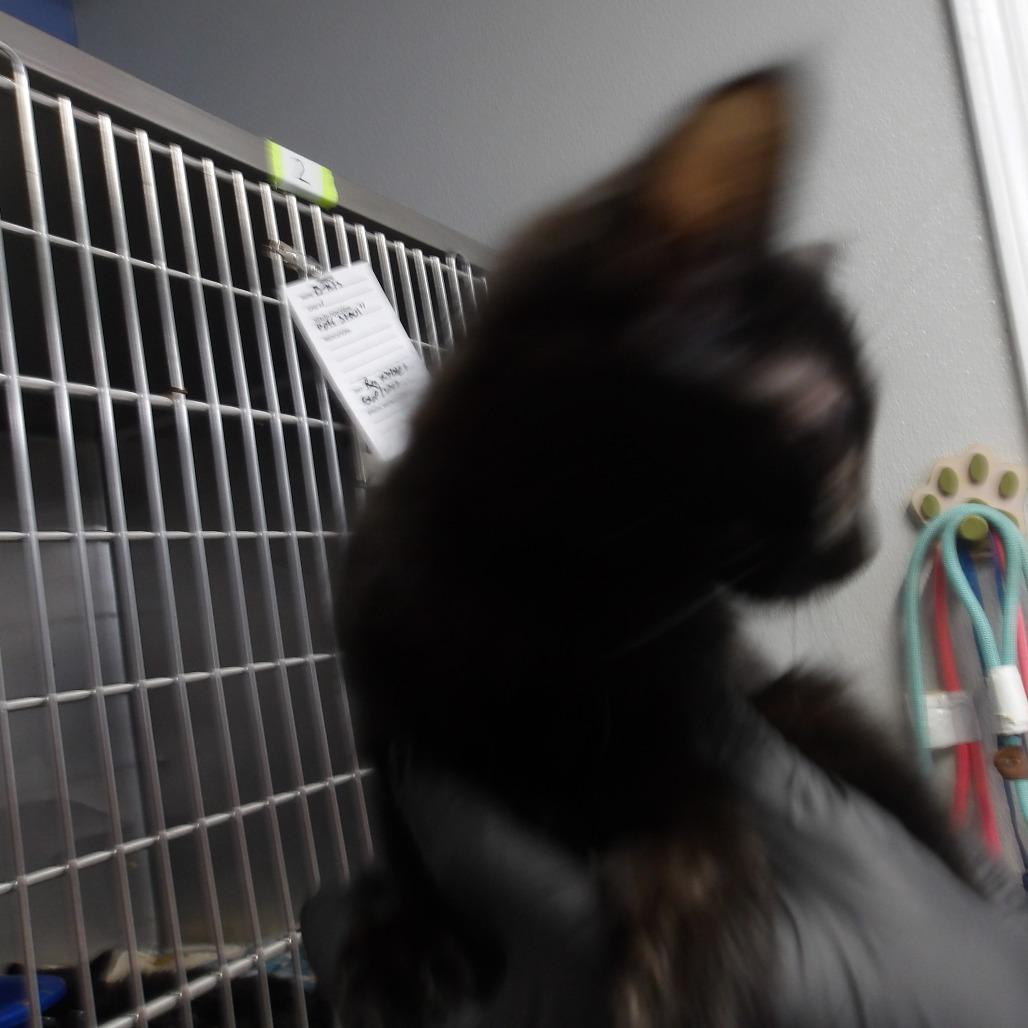 Enlarge Drexel(FKA Kit 2), a Adoptable Domestic Short Hair in Marble, NC image 1/2