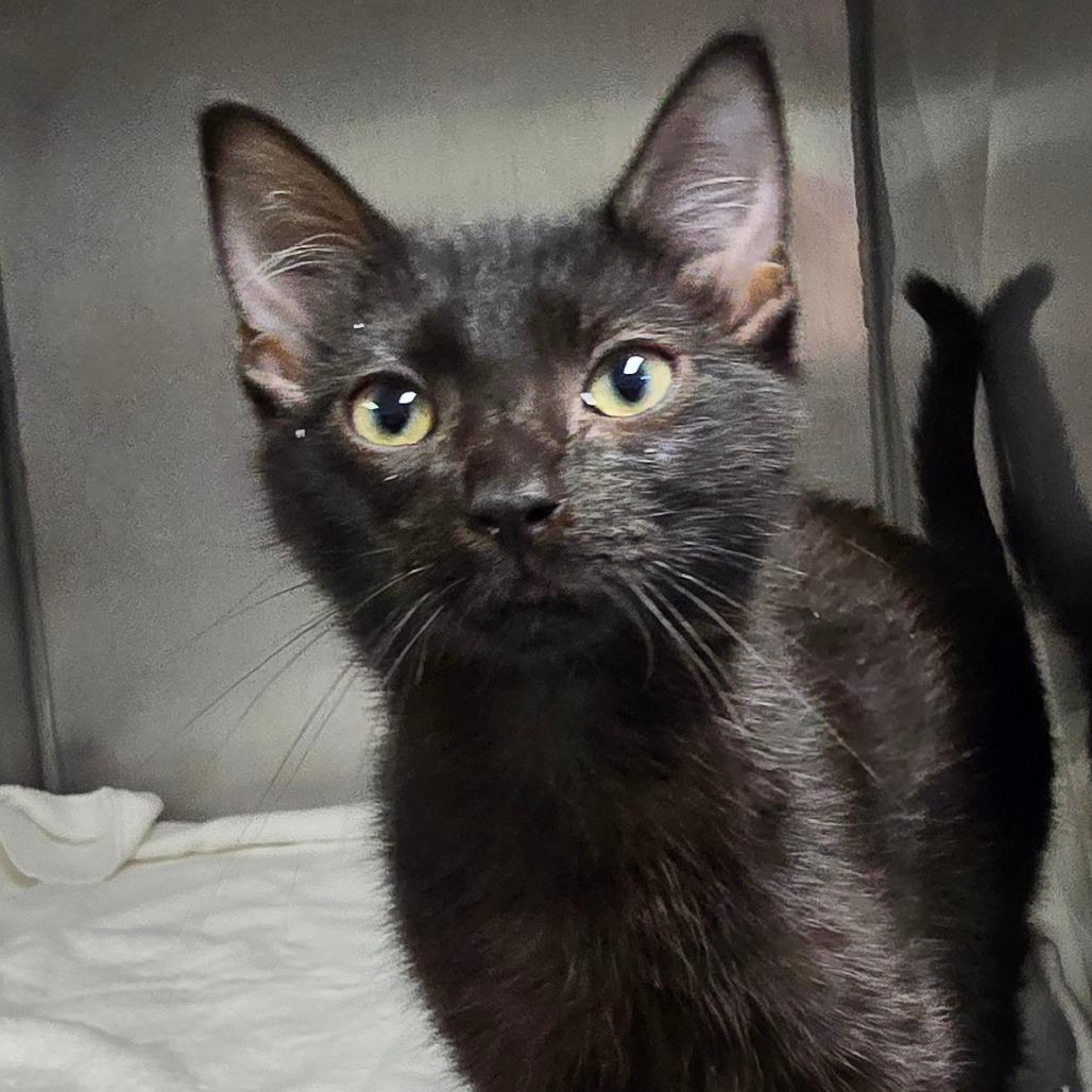 Enlarge Drexel(FKA Kit 2), a Adoptable Domestic Short Hair in Marble, NC image 2/2