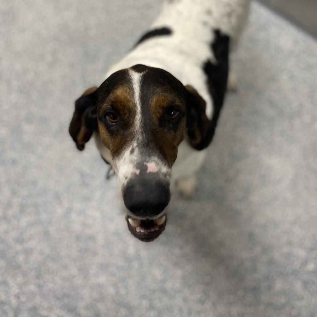 Pluto, Adoptable, Adult Male Foxhound & Mixed Breed.