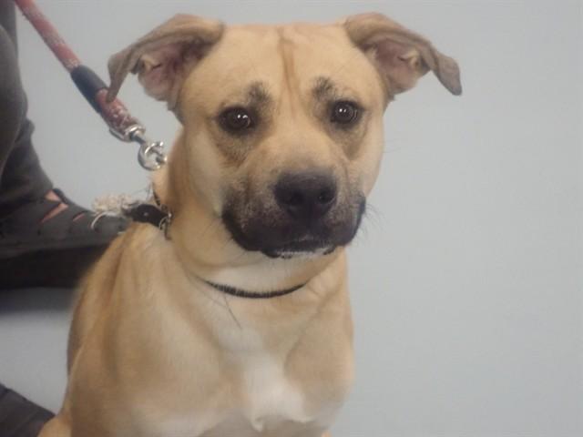 Enlarge TANDOM, a Adoptable Mixed Breed in Saint Cloud, FL image 1/1