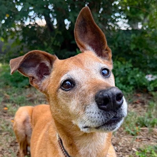 Enlarge Ollie, a Adoptable mixed breed in Oklahoma City, OK image 6/6