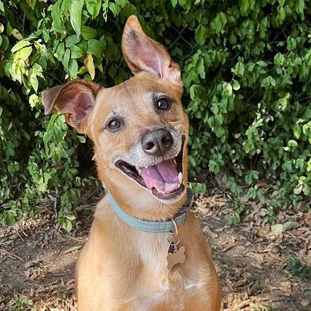 Enlarge Ollie, a Adoptable mixed breed in Oklahoma City, OK image 10/14