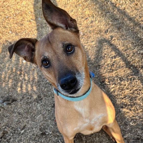 Enlarge Ollie, a Adoptable mixed breed in Oklahoma City, OK image 11/14