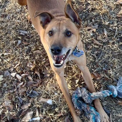 Enlarge Ollie, a Adoptable mixed breed in Oklahoma City, OK image 12/14