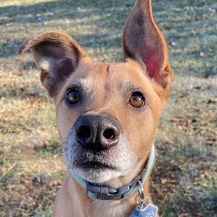 Enlarge Ollie, a Adoptable mixed breed in Oklahoma City, OK image 13/14