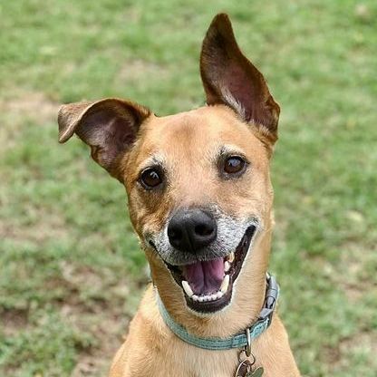 Ollie, a Adoptable mixed breed in Oklahoma City, OK image 1/14