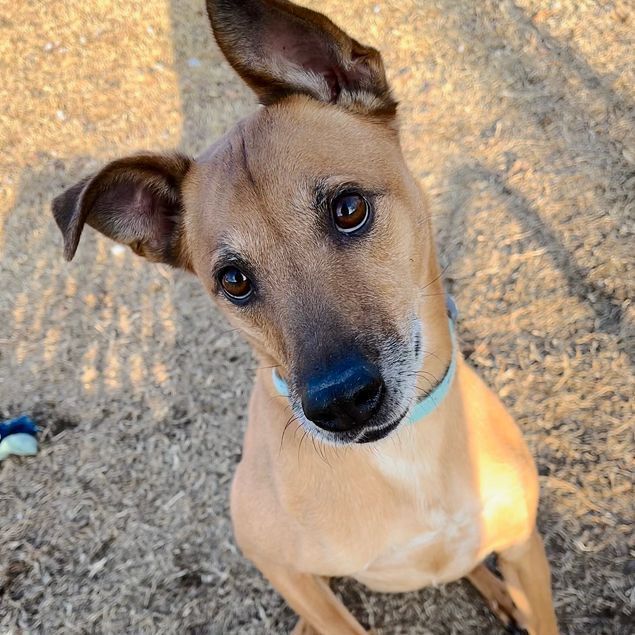 Enlarge Ollie, a Adoptable mixed breed in Oklahoma City, OK image 14/14