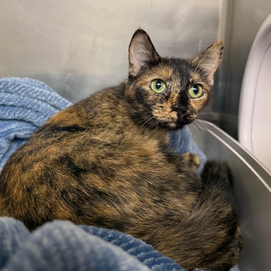 Calysta, Adoptable, Young Female Domestic Short Hair.