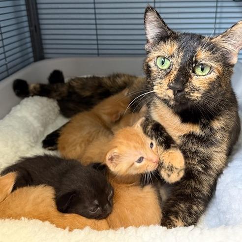 Enlarge Calysta, a Adoptable Domestic Short Hair in Pleasanton, CA image 2/3