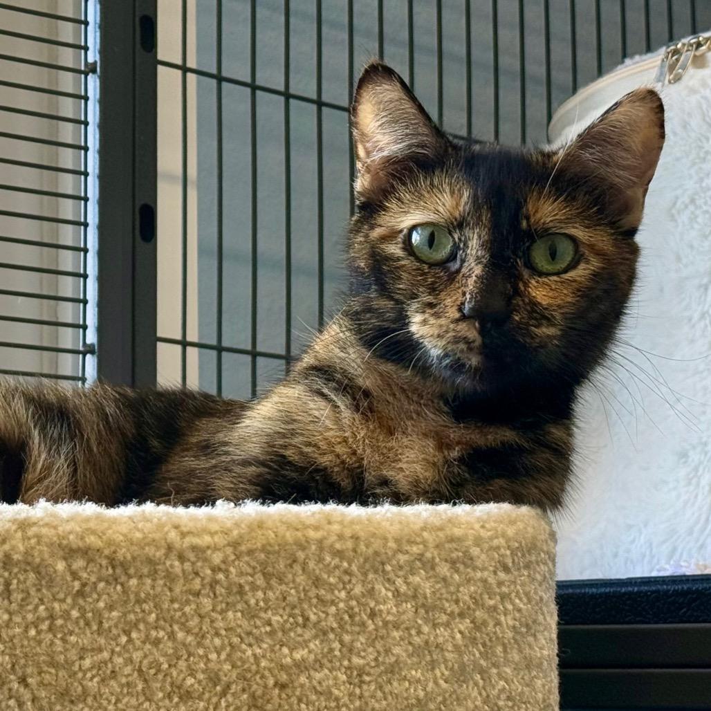 Enlarge Calysta, a Adoptable Domestic Short Hair in Pleasanton, CA image 3/3