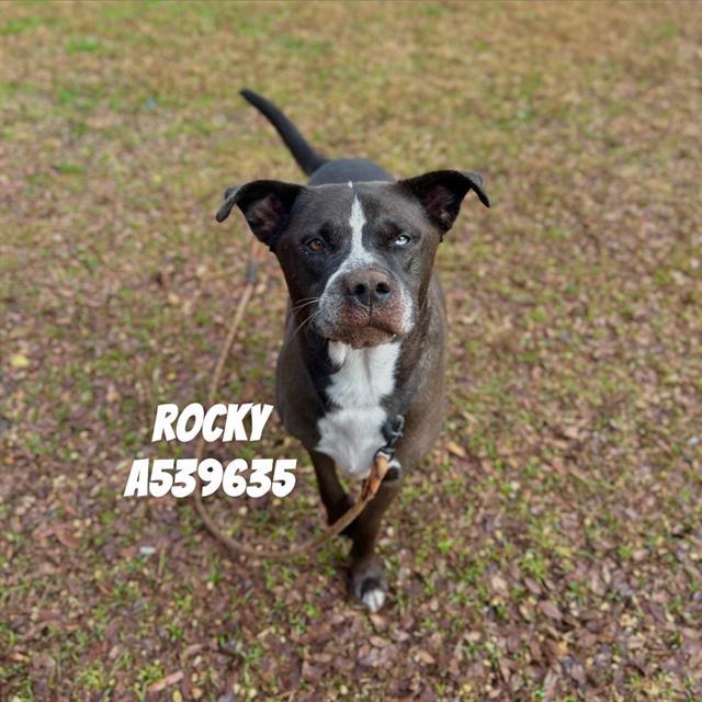 Enlarge ROCKY, a Adoptable Mixed Breed in Huntsville, AL image 1/1