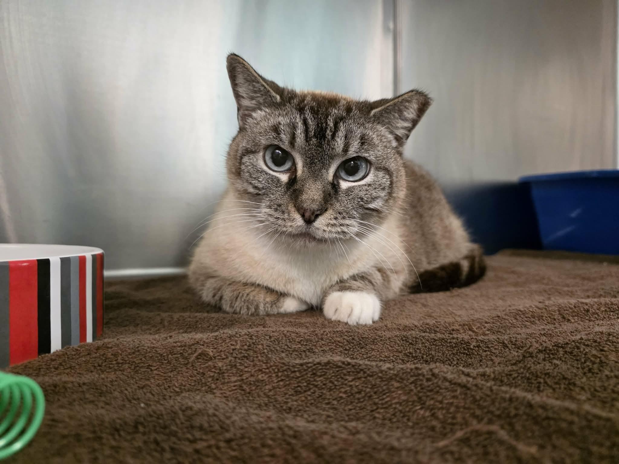 Enlarge Trevis, a ADOPTABLE mixed breed in Umatilla, FL image 1/2