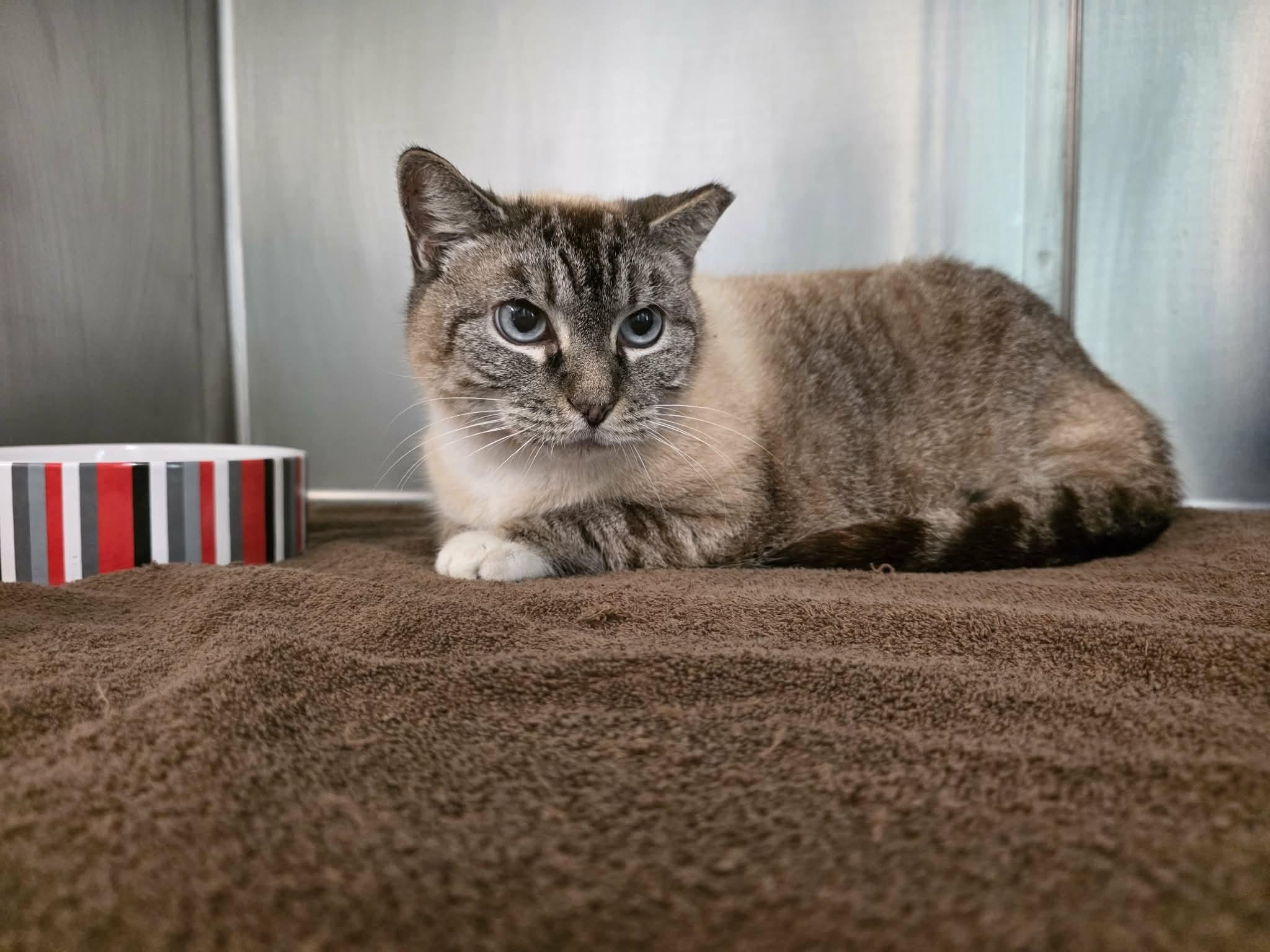 Enlarge Trevis, a ADOPTABLE mixed breed in Umatilla, FL image 2/2