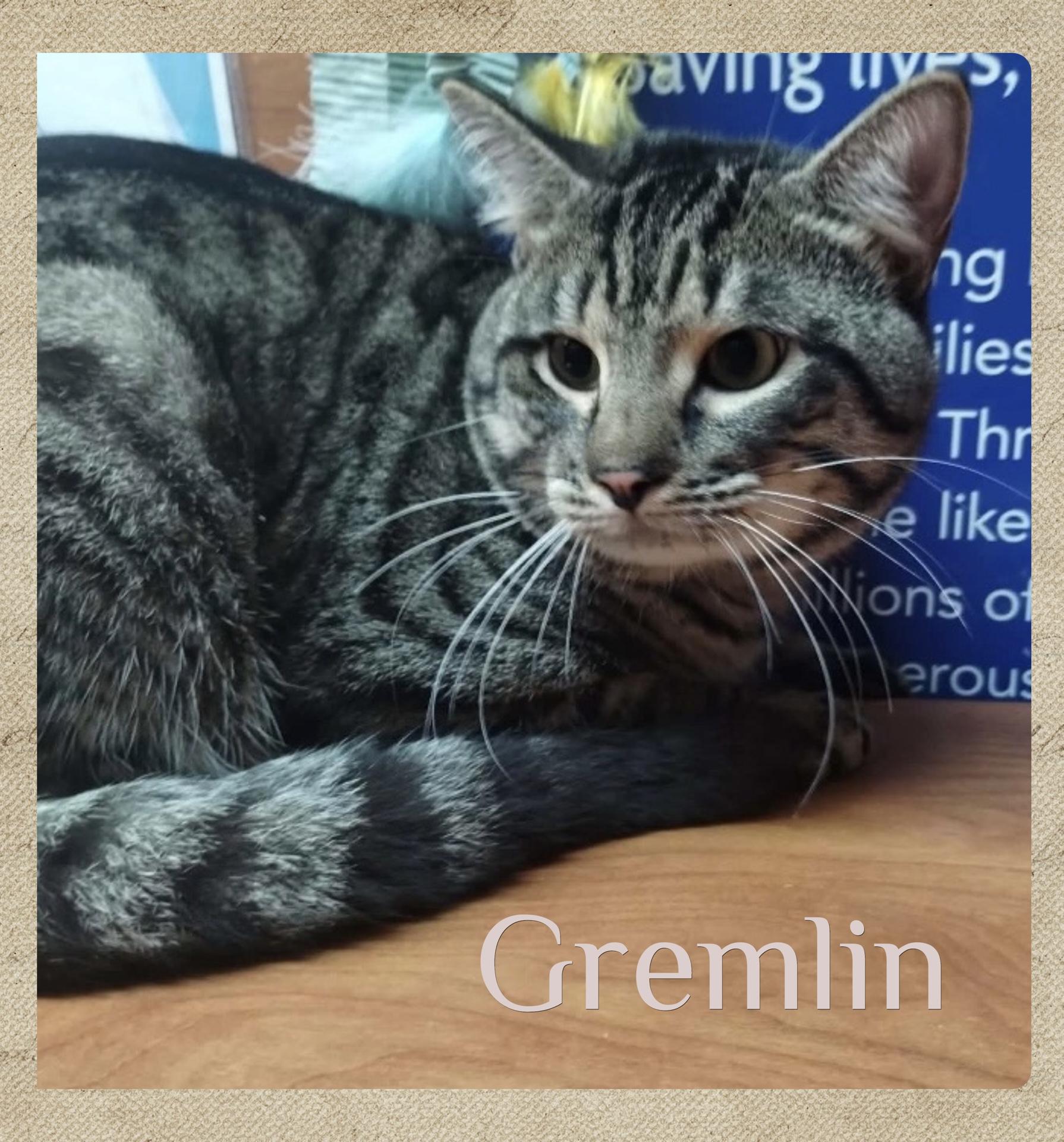 Enlarge GREMLIN, a ADOPTABLE Tabby in Lawton, OK image 1/1