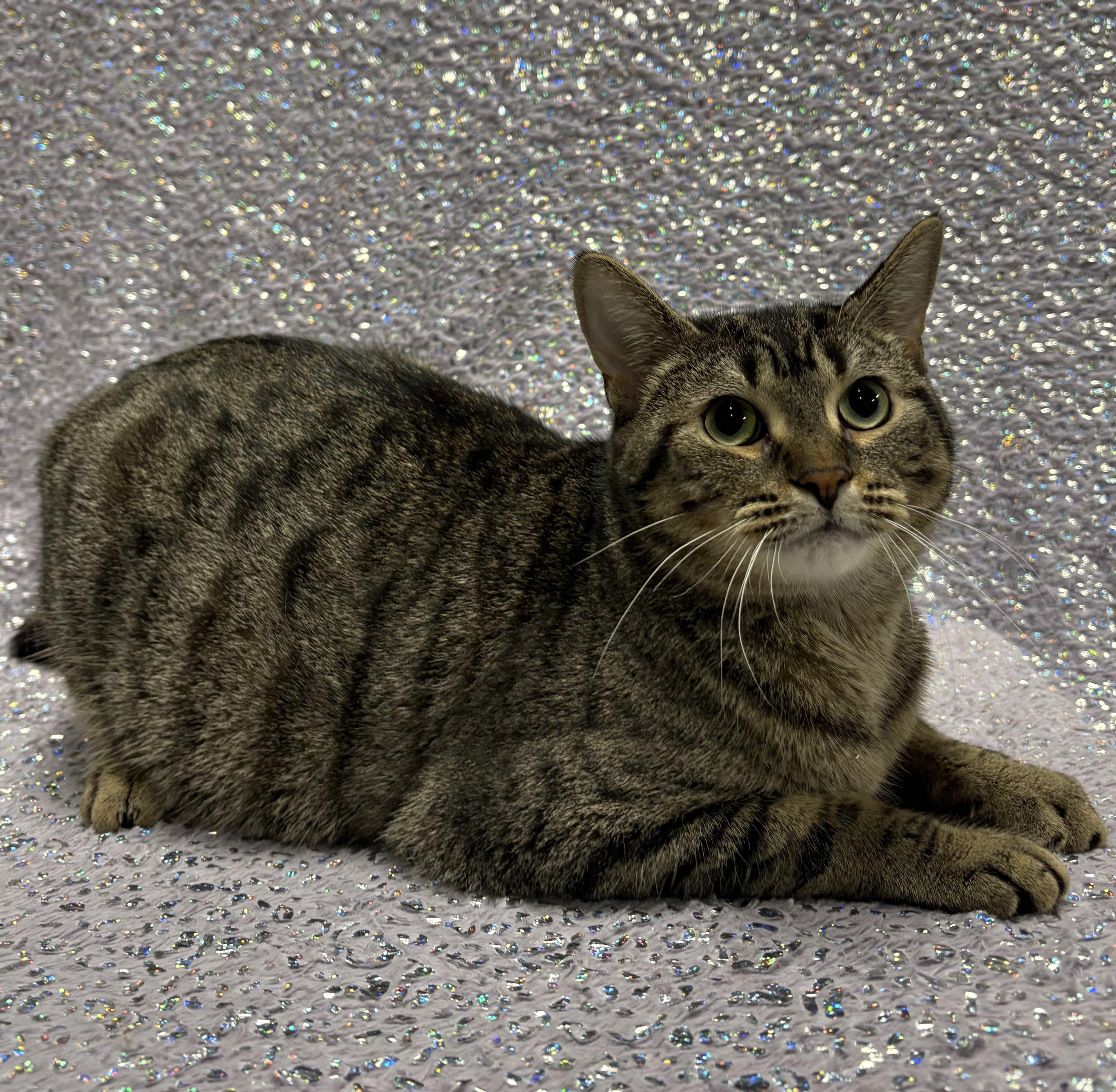 SMOOTHIE, a Adoptable Domestic Short Hair in Tillsonburg, ON image 3/6