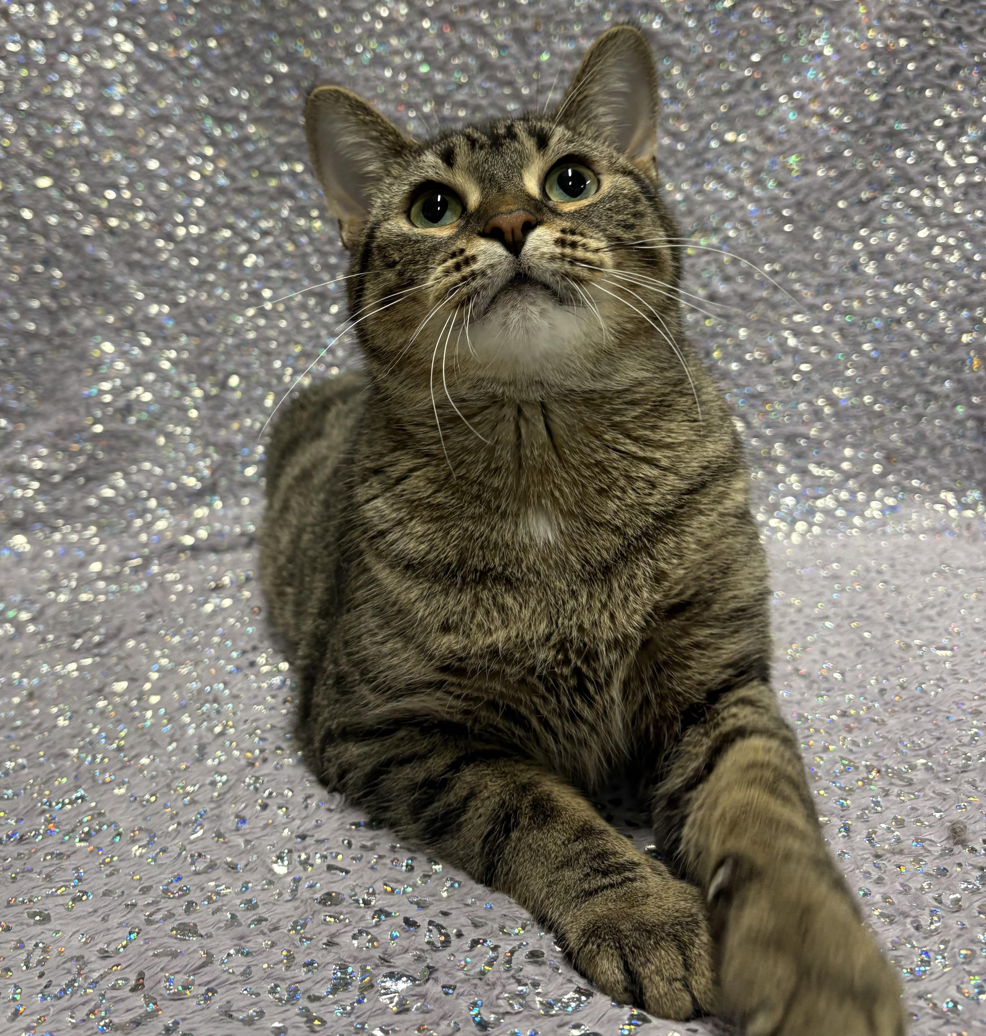 SMOOTHIE, a Adoptable Domestic Short Hair in Tillsonburg, ON image 2/6