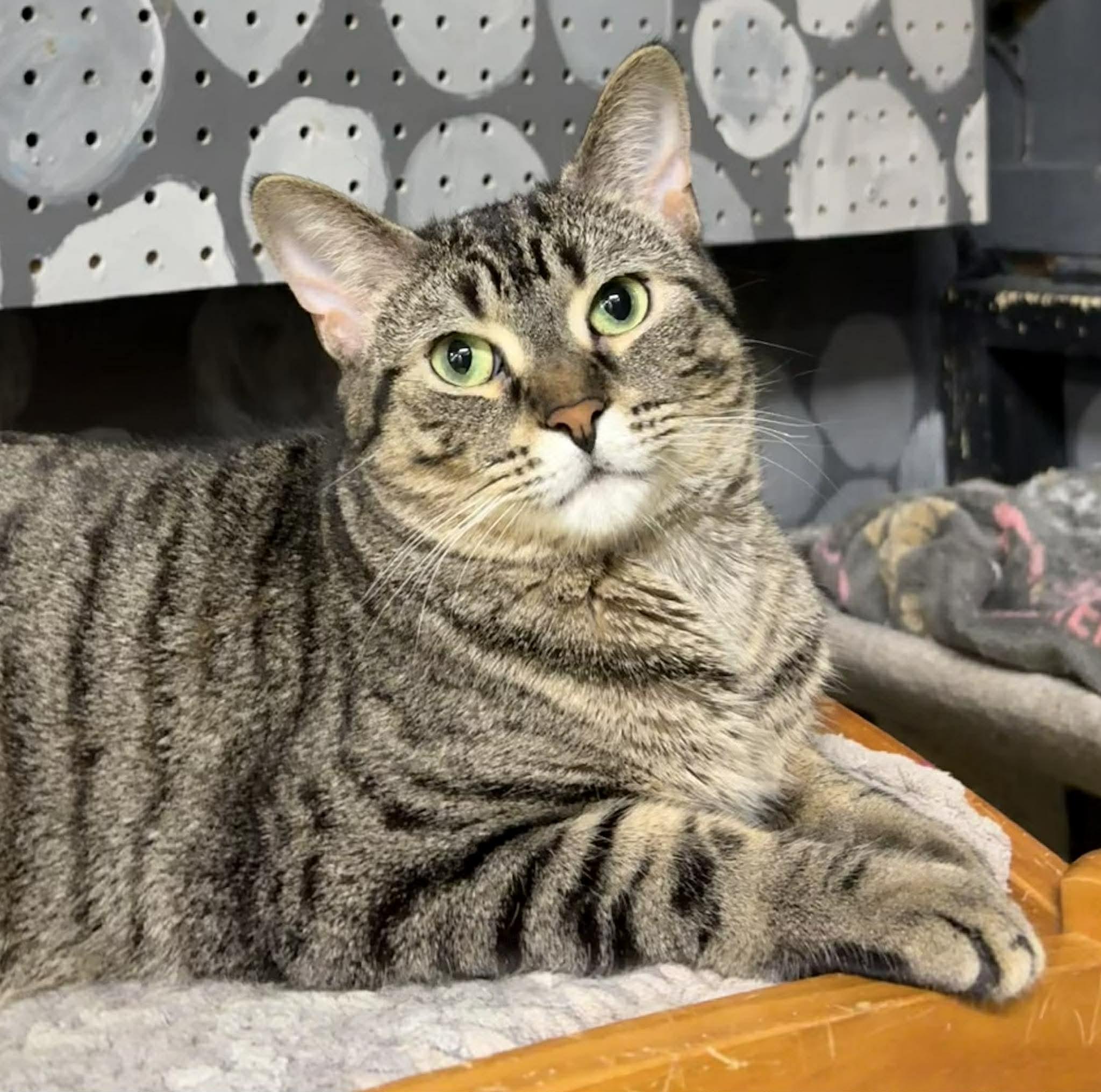 SMOOTHIE, a Adoptable Domestic Short Hair in Tillsonburg, ON image 1/6