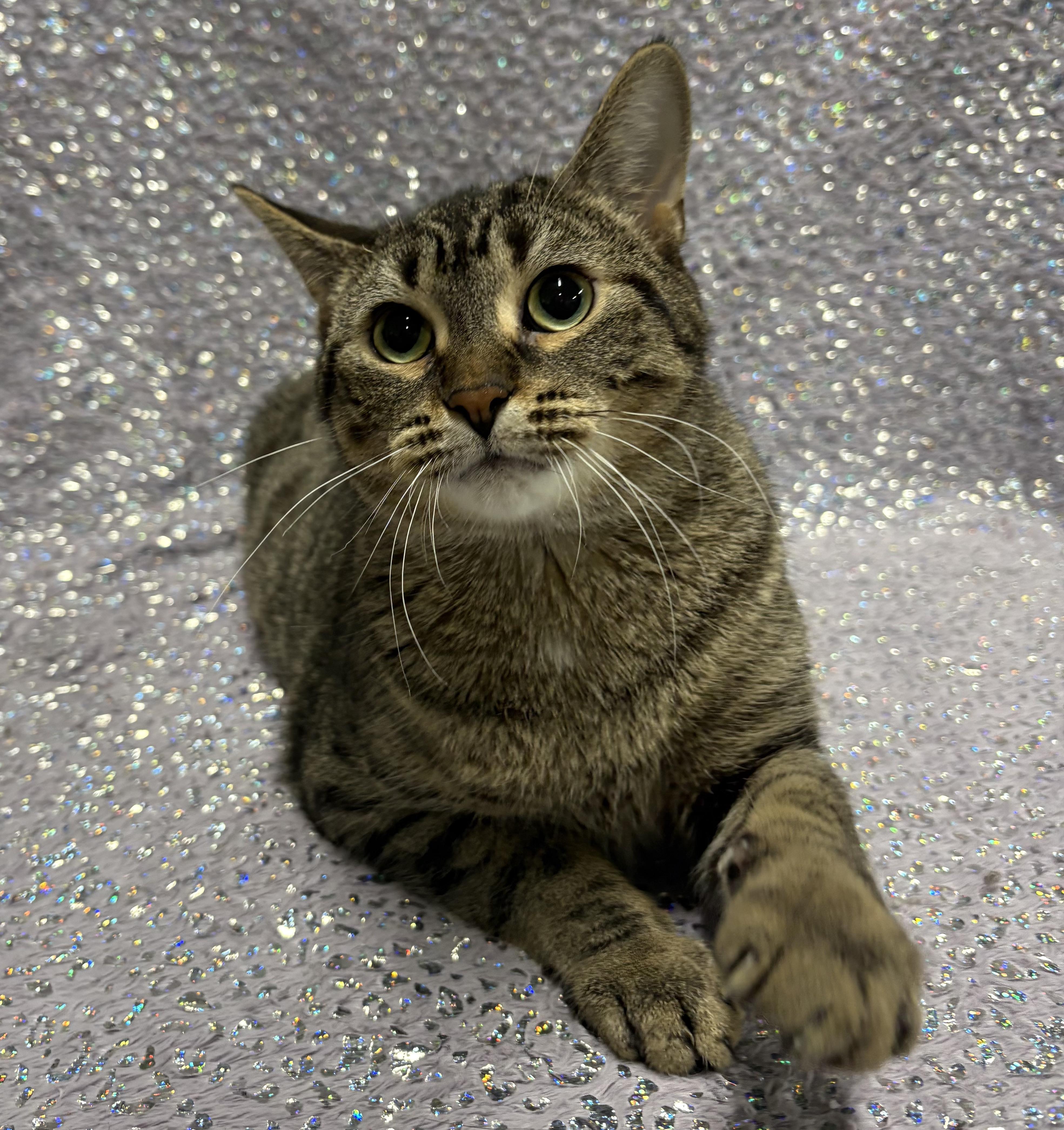 SMOOTHIE, a Adoptable Domestic Short Hair in Tillsonburg, ON image 4/6