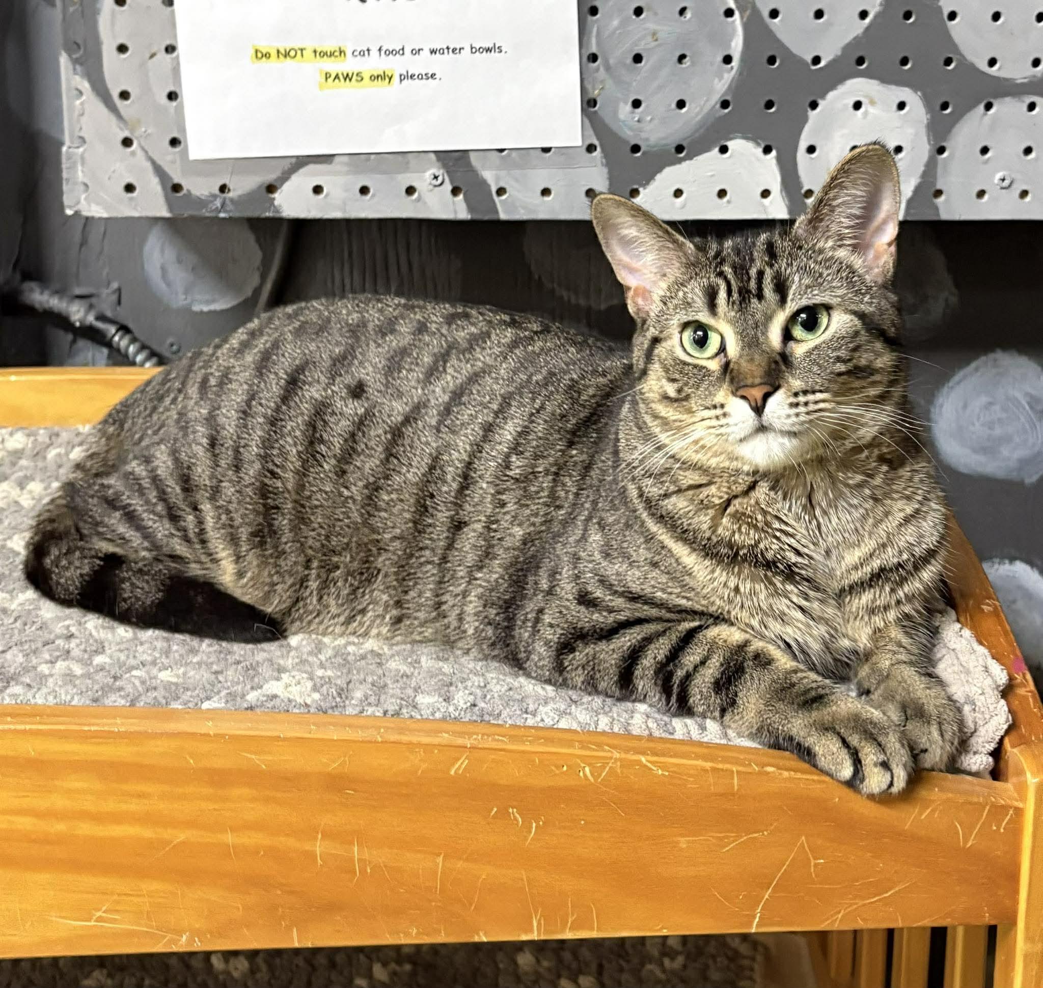 SMOOTHIE, a Adoptable Domestic Short Hair in Tillsonburg, ON image 6/6