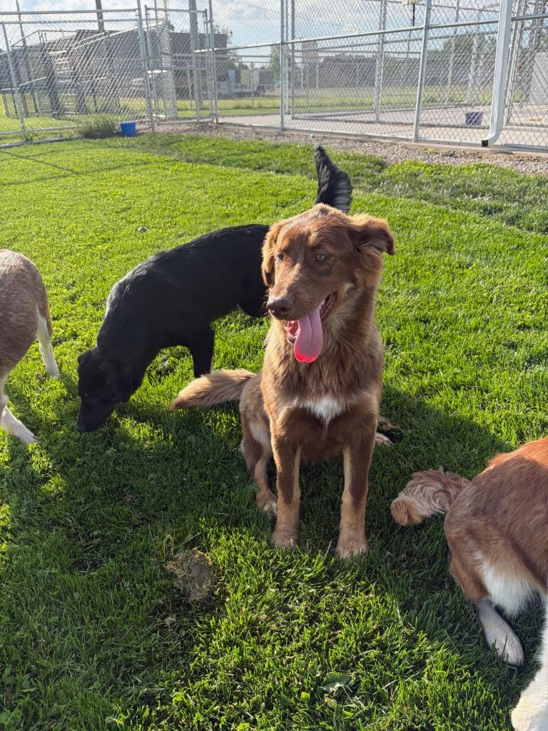 Enlarge (p) Bourbon, a Adopted mixed breed in Portland, IN image 1/1