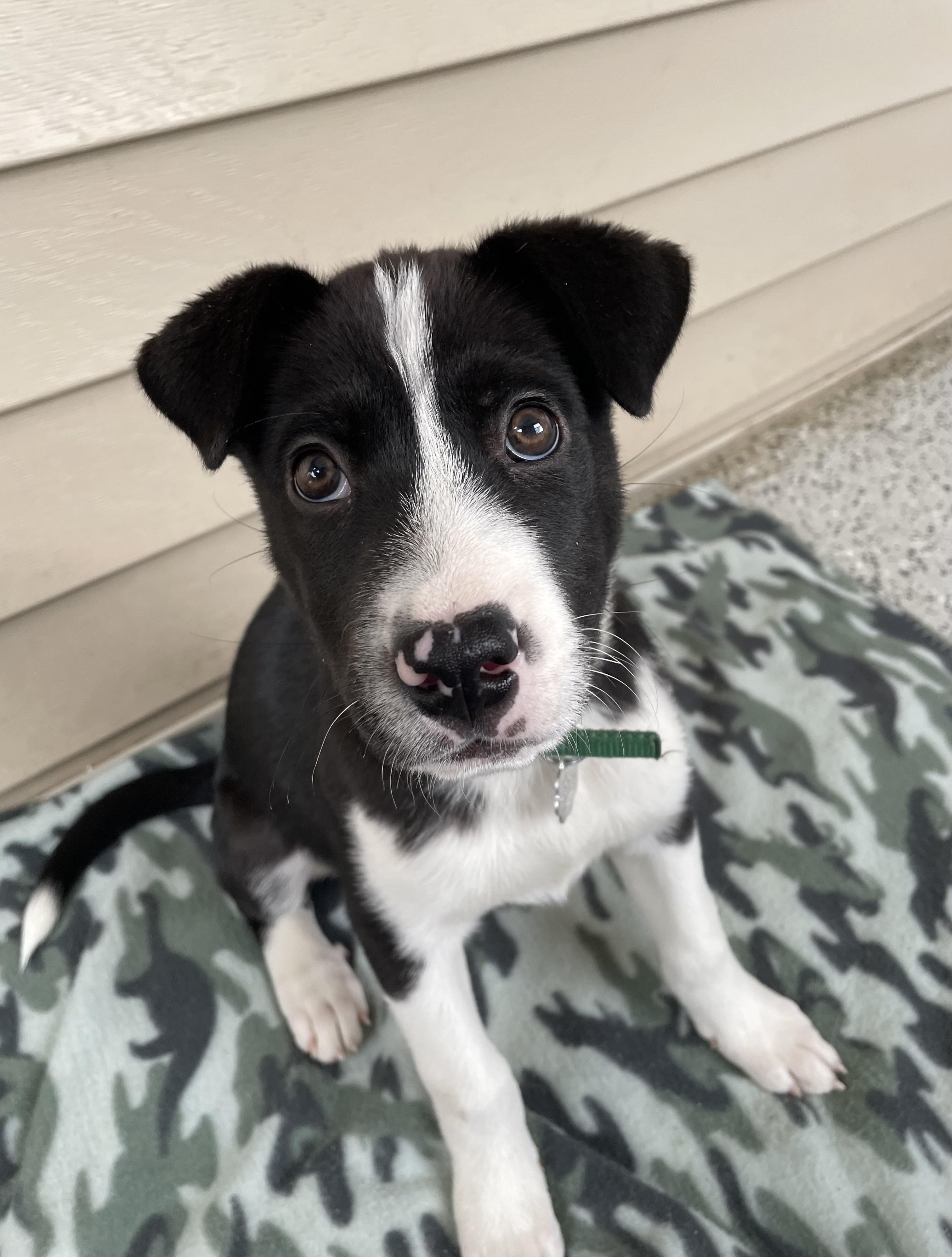 Kerby, Adoptable, Puppy Male Smooth Collie & Mixed Breed.
