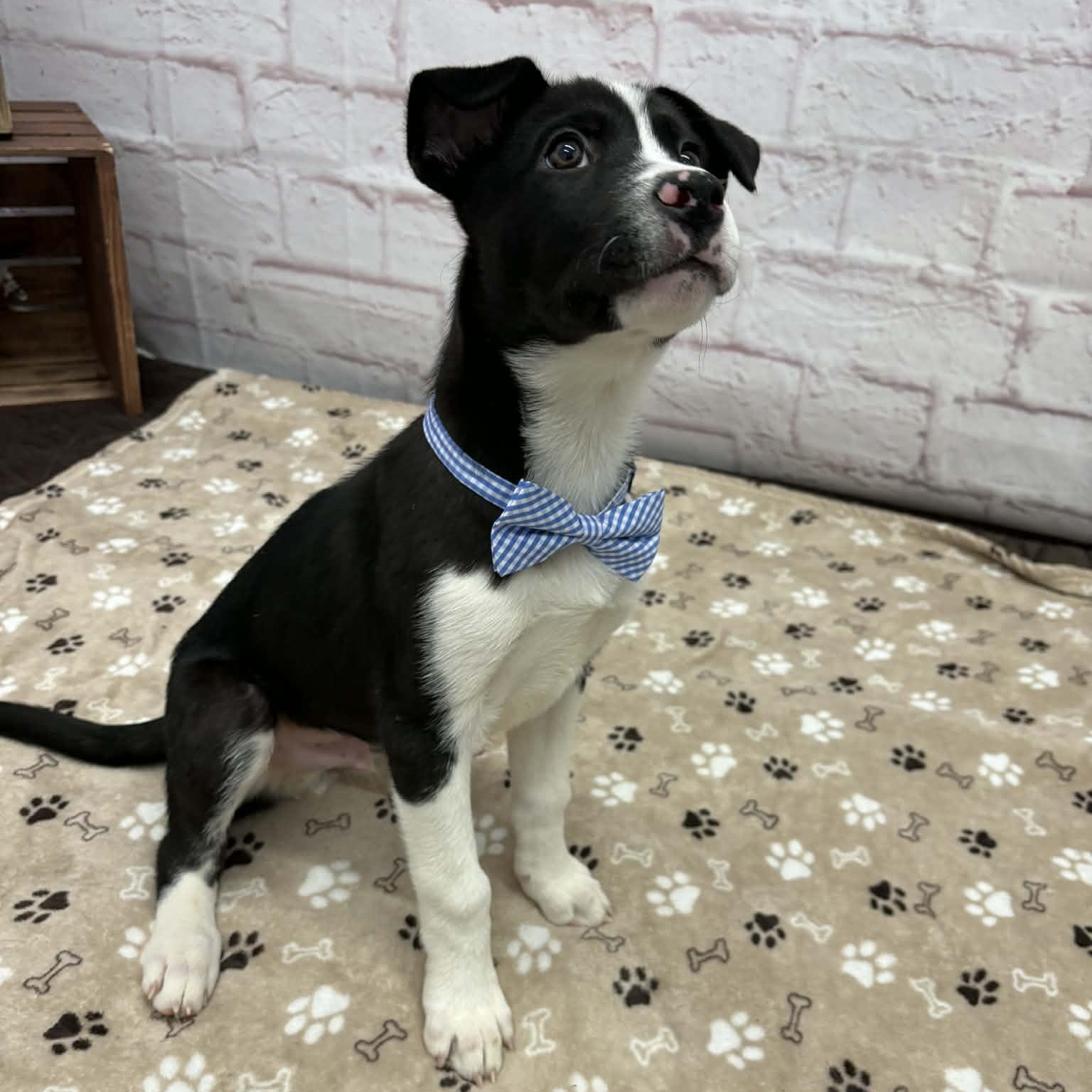 Kerby, a Adoptable mixed breed in Oxford, MI image 4/5