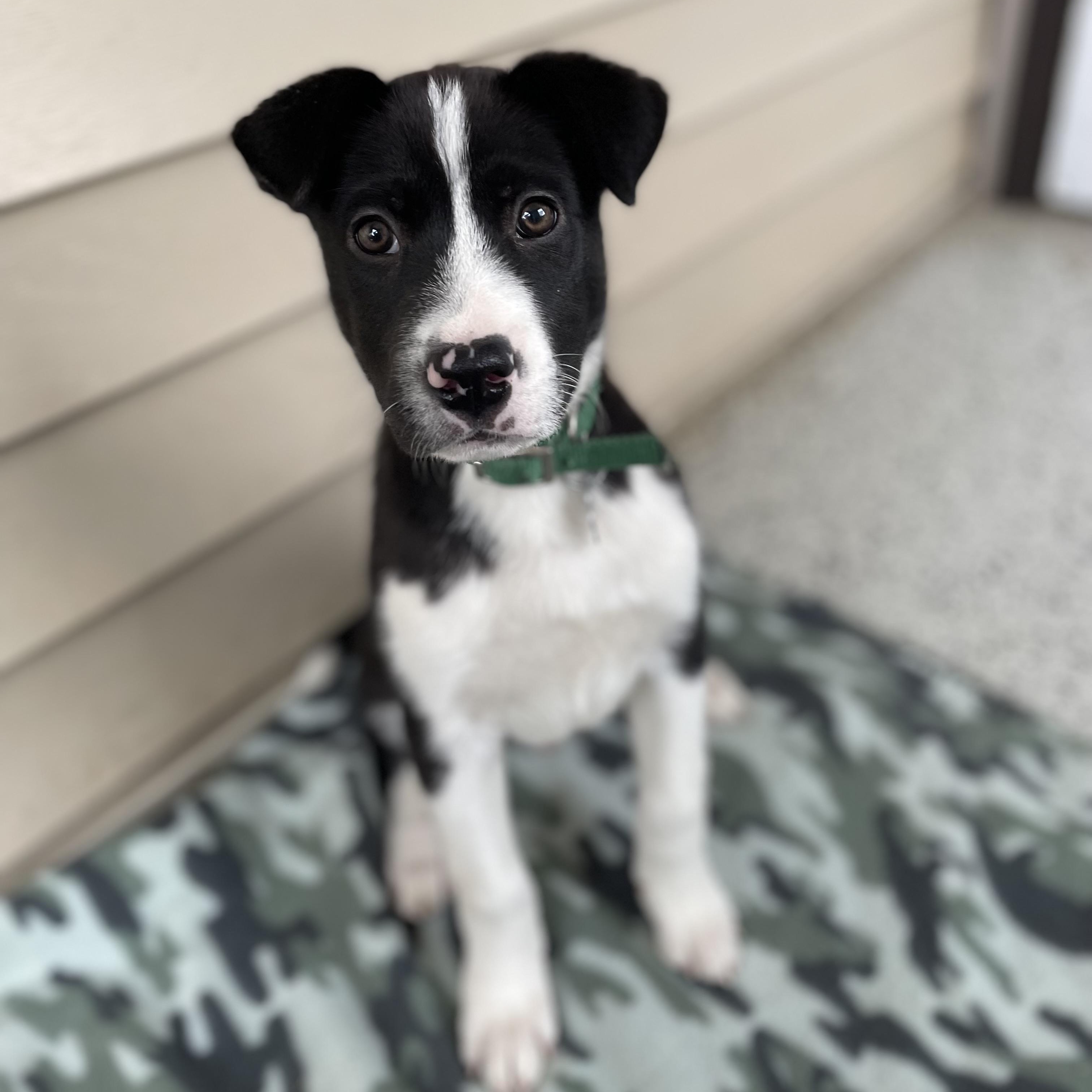 Kerby, a Adoptable mixed breed in Oxford, MI image 3/5